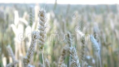 麦田。 成熟小麦、黑麦或其他谷物植物的耳朵，<strong>在田野上</strong>随风摆动。 富的概念